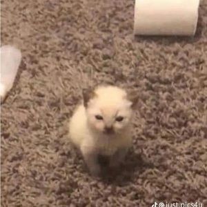 Meet your Posher, Grecia